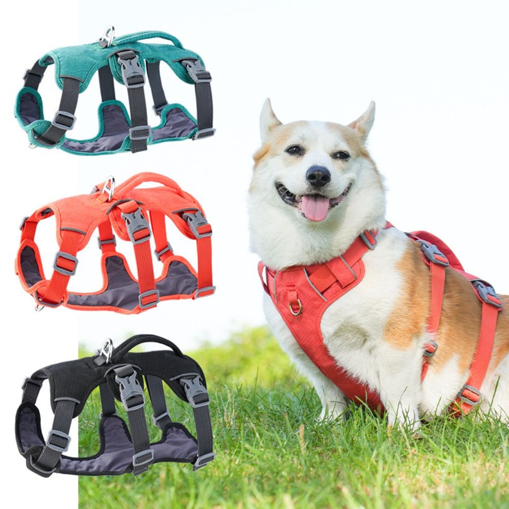 Bungee Dog Leash Shock Absorbing - Áo khoác phản quang cho chó,