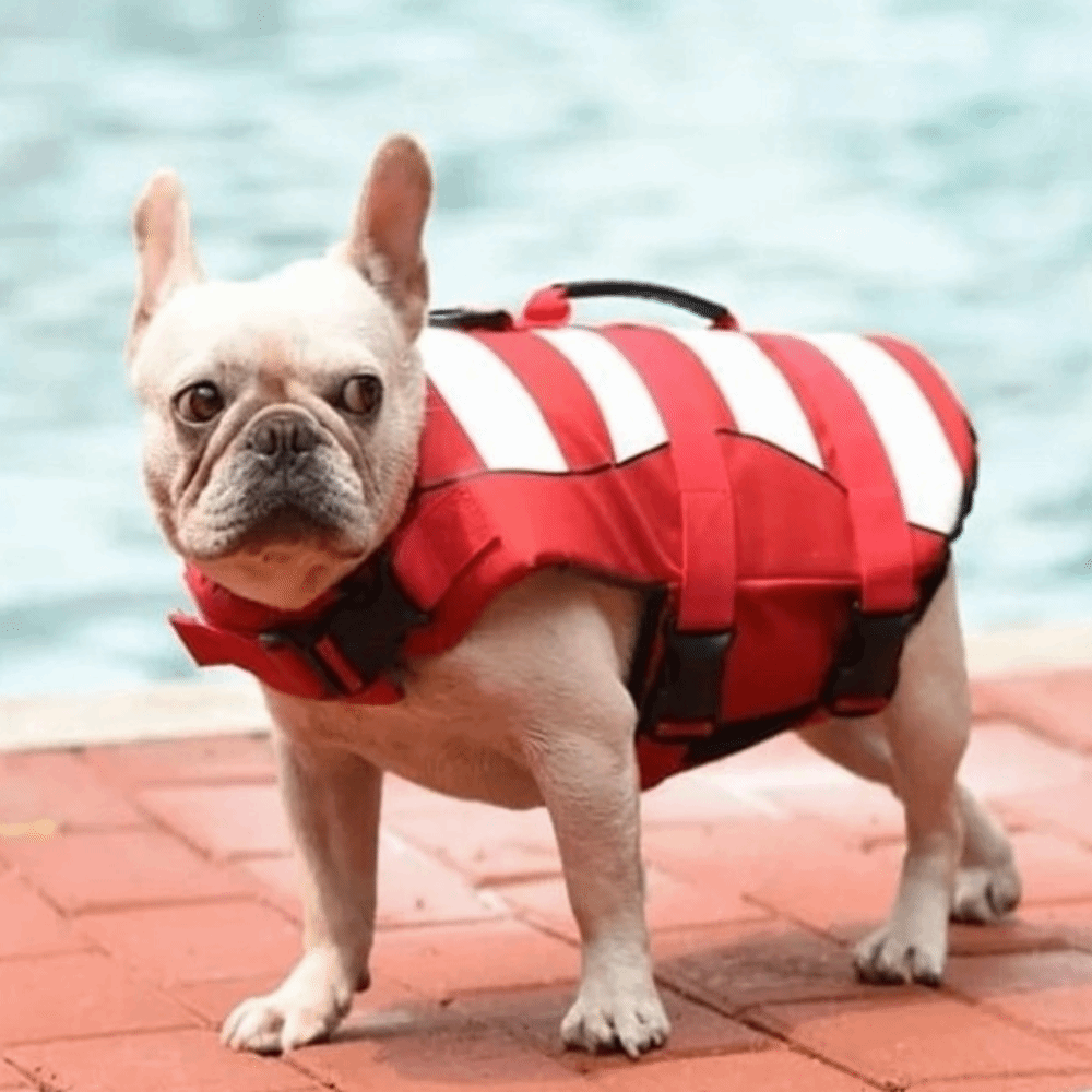 Reflective Dog Life Jacket Sup - đánh giá và giá Dog Life Jacket Vest Buoyancy Handle