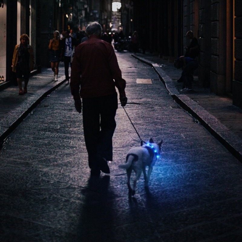 USB Rechargeable LED Dog Colla - đánh giá và giá Led Dog Collar Glowing Rechargeable Usb