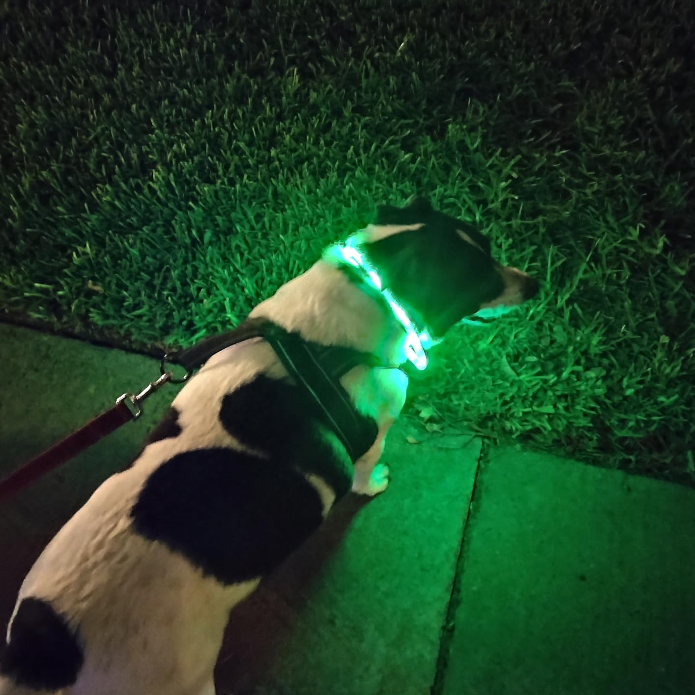 Silicone LED Dog Collar,USB Re - đánh giá và giá Led Dog Collar Glowing Rechargeable Usb