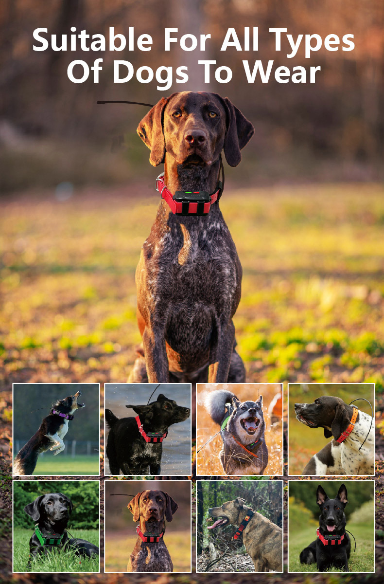 4G GPS Dog Collar with Radio T - đánh giá và giá Hunting Dog Tracking Collar Gps Radio