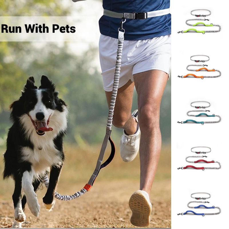 Reflective Bungee Dog Leash fo - đánh giá và giá Bungee Dog Leash Shock Absorbing