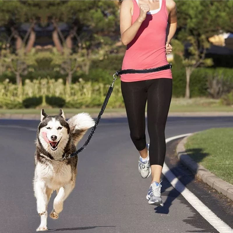 Reflective Bungee Dog Leash fo - đánh giá và giá Bungee Dog Leash Shock Absorbing