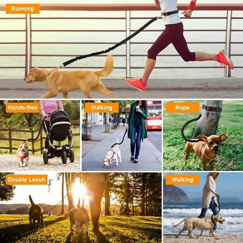 Reflective Bungee Dog Leash fo - đánh giá và giá Bungee Dog Leash Shock Absorbing