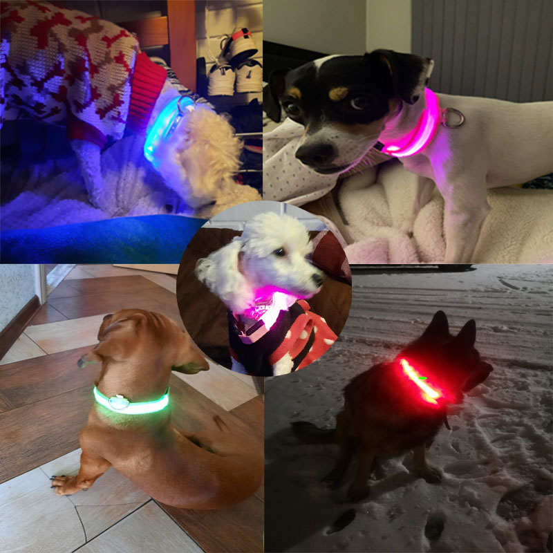 Colorful USB Rechargeable Pet  - đánh giá và giá Led Dog Collar Glowing Rechargeable Usb