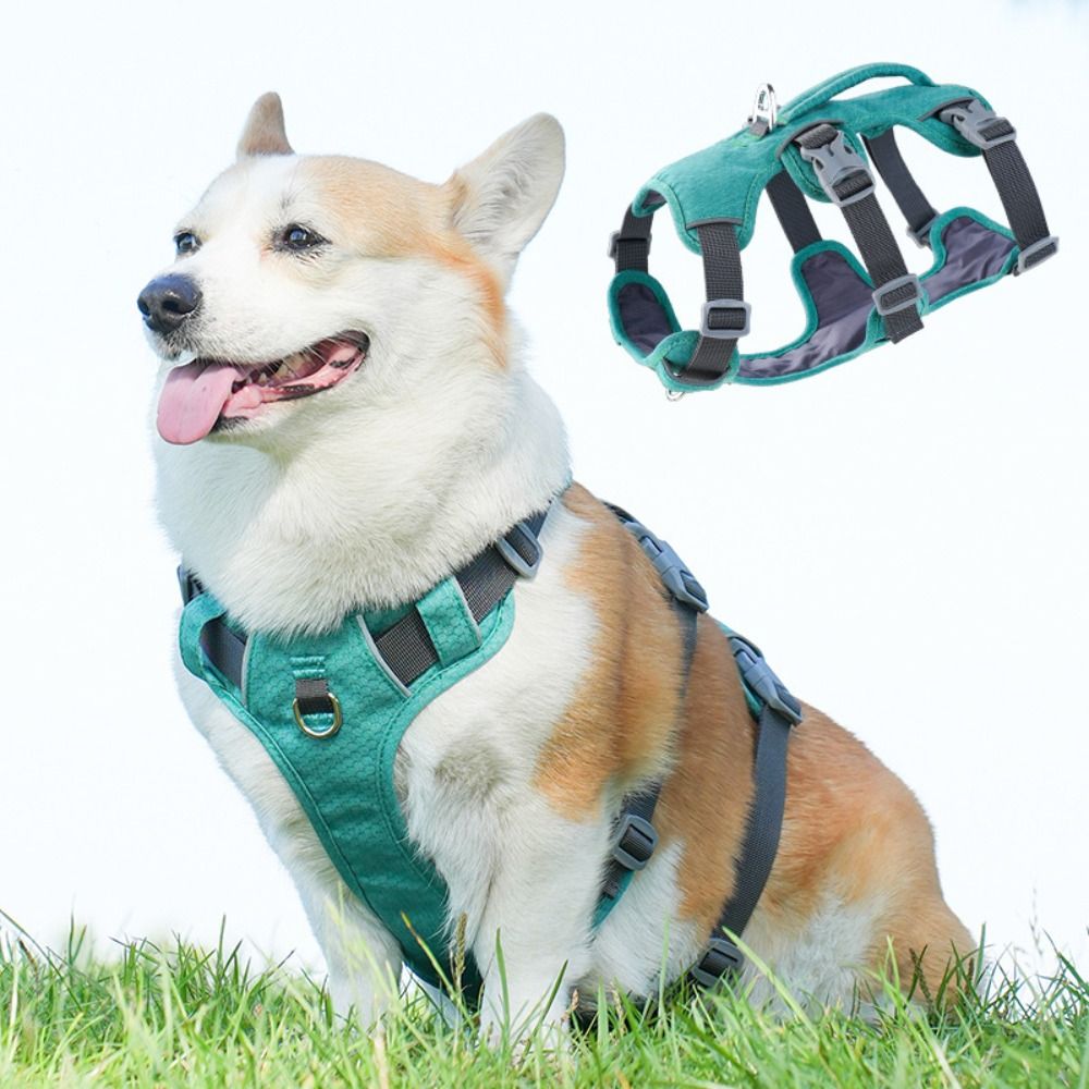 Áo khoác phản quang cho chó, c - đánh giá và giá Bungee Dog Leash Shock Absorbing