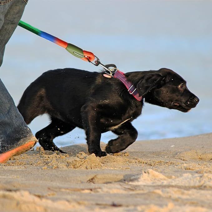 Adjustable Hands-Free Dog Leas - đánh giá và giá Hands Free Dog Running Leash Waist Belt