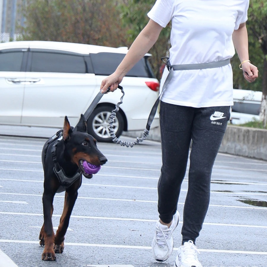 Hand Free Dog Leash for Pet Wa - đánh giá và giá Hands Free Dog Running Leash Waist Belt
