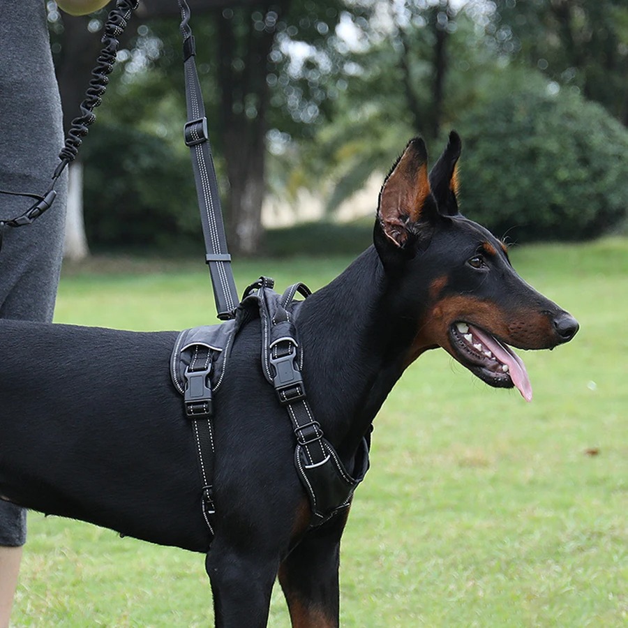 Hand Free Dog Leash for Pet Wa - đánh giá và giá Hands Free Dog Running Leash Waist Belt