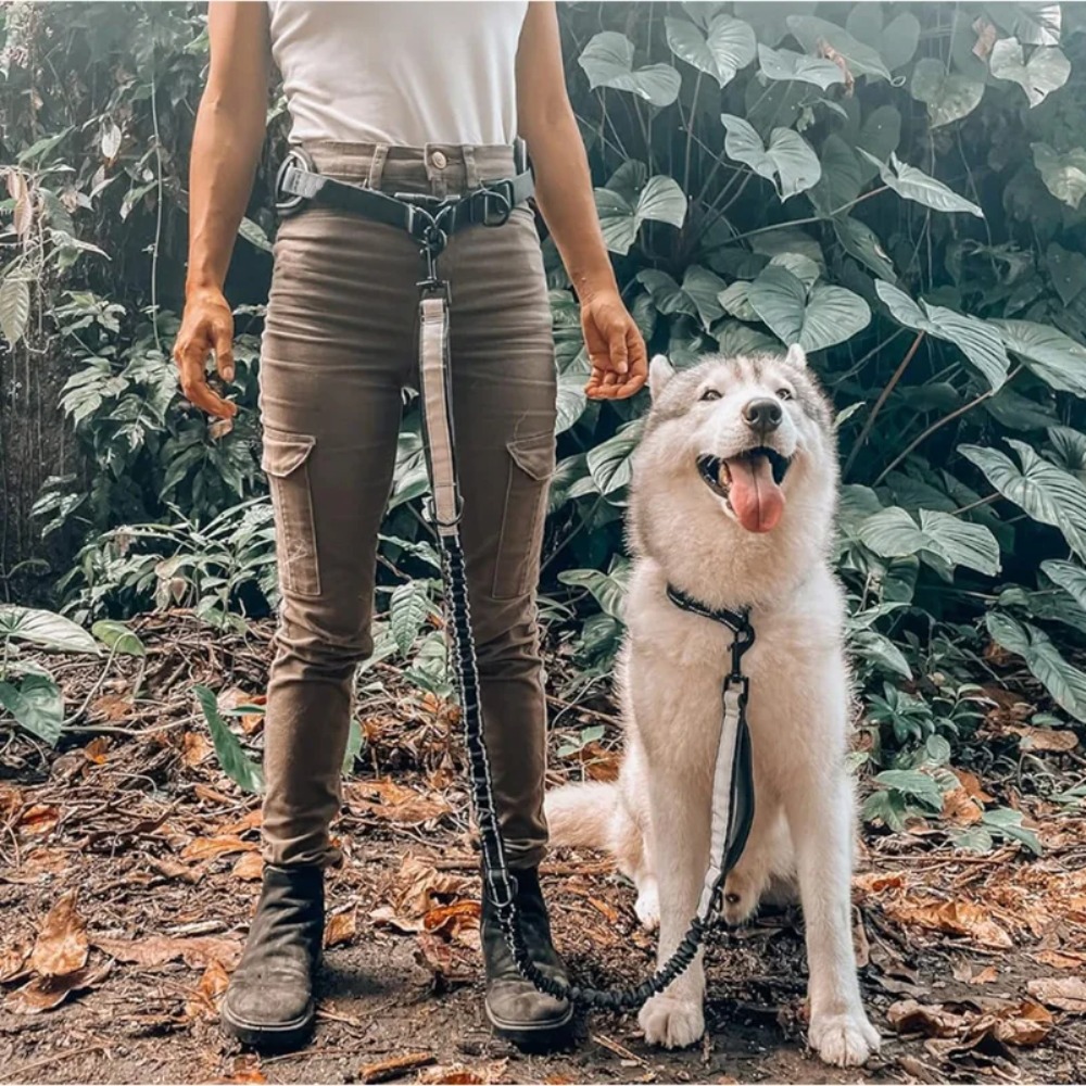 Pet Running Waist Bag Leash Se - đánh giá và giá Hands Free Dog Running Leash Waist Belt