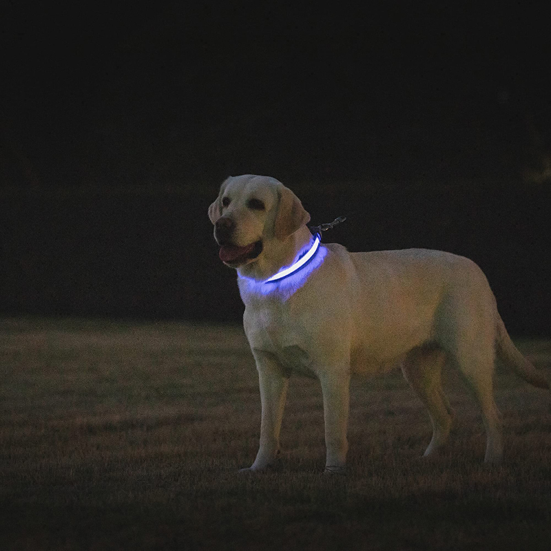 Benepaw LED Cổ Chó USB Sạc Tho - đánh giá và giá Led Dog Collar Glowing Rechargeable Usb