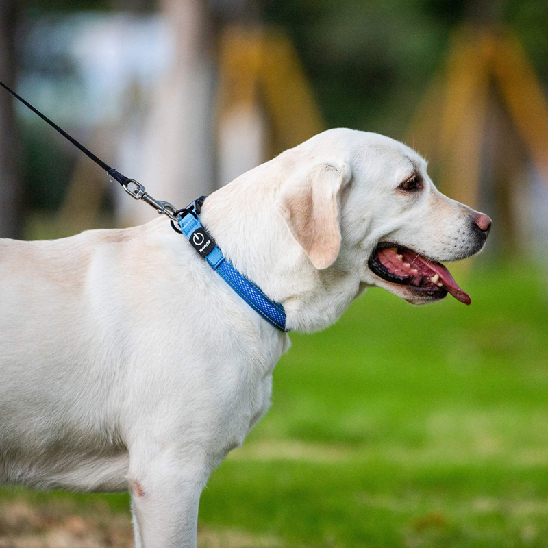 Benepaw LED Cổ Chó USB Sạc Tho - đánh giá và giá Led Dog Collar Glowing Rechargeable Usb
