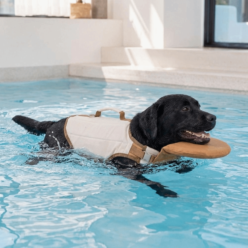 Adjustable Dog Life Jacket Hig - đánh giá và giá Dog Life Jacket Vest Buoyancy Handle